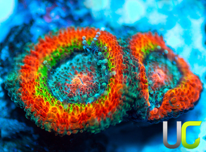 UC Taste the Rainbow Micro Amakusensis