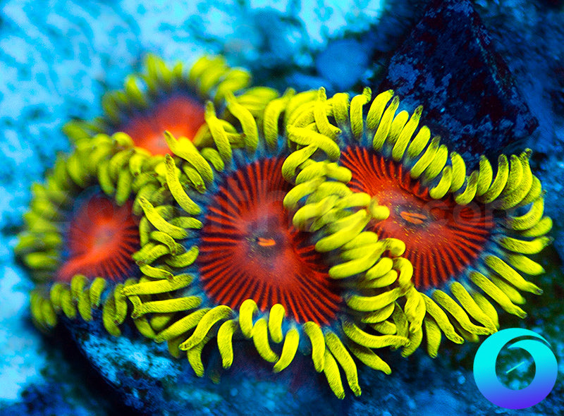 Electric Shocktopus