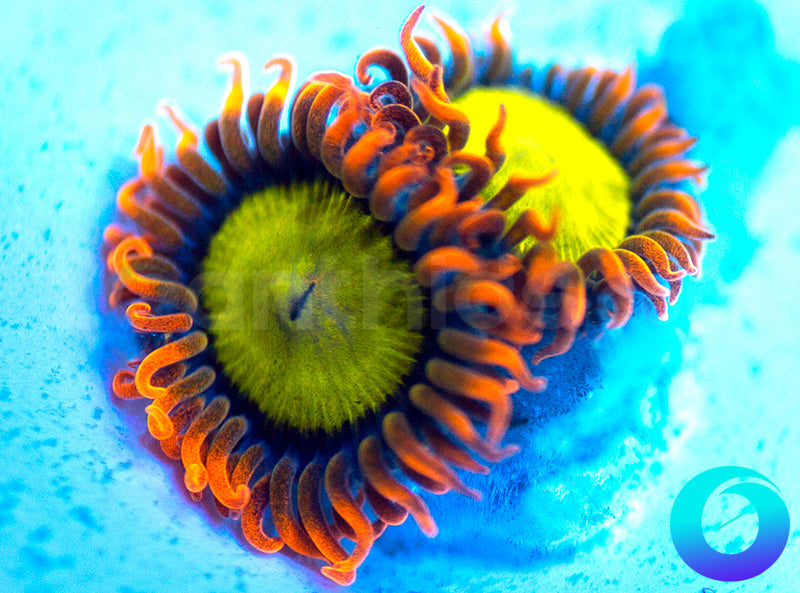 Mandarin Oranges
