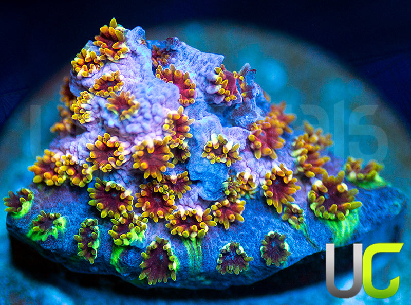 WWC Skittles Bomb Cyphastrea