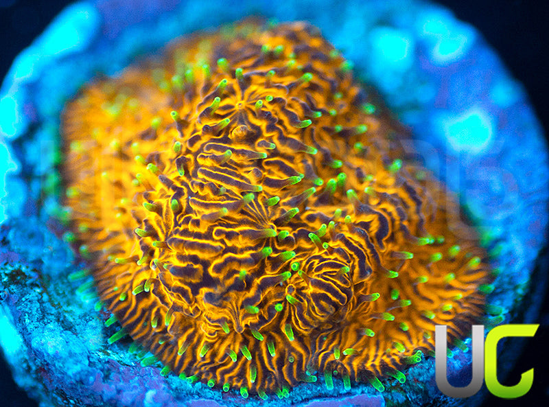 UC Fuzzy Navel Litho