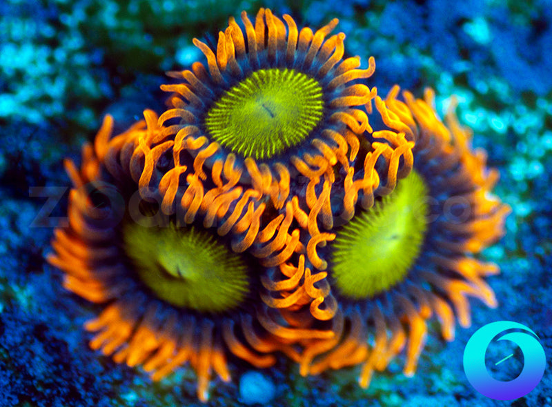 Mandarin Oranges