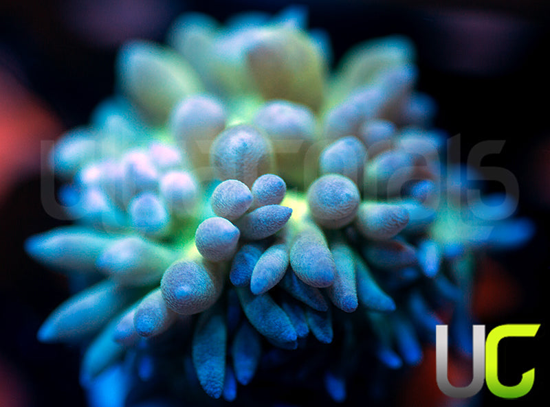 Blue Tipped Duncan
