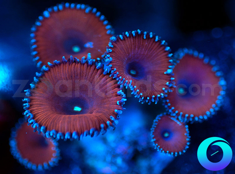 Purple Death Protos