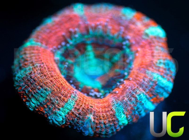UC Big Top Micro Lord