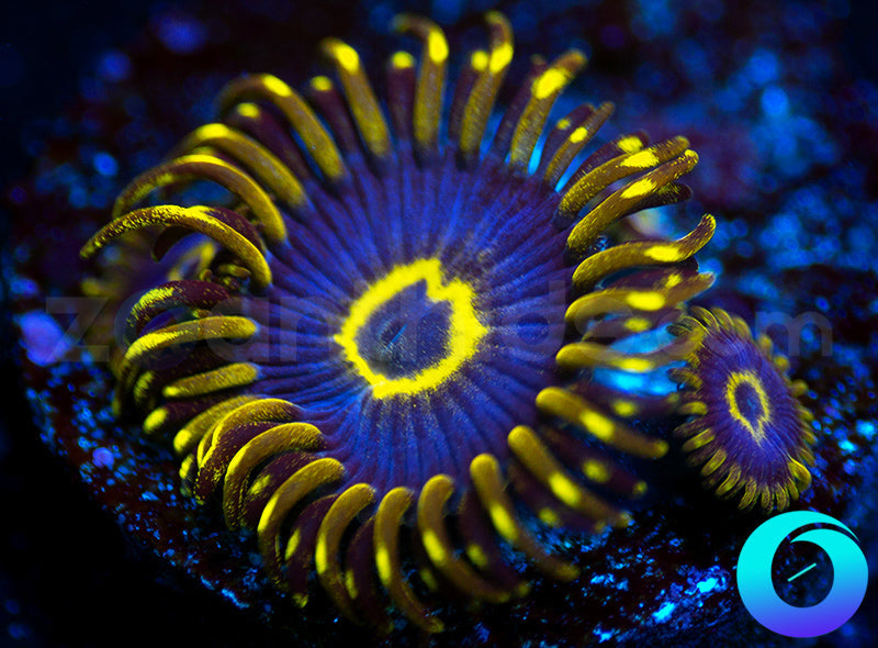 Purple Hornets