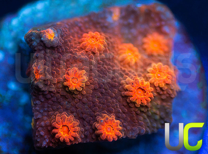 UC Rainbow Rally Cyphastrea