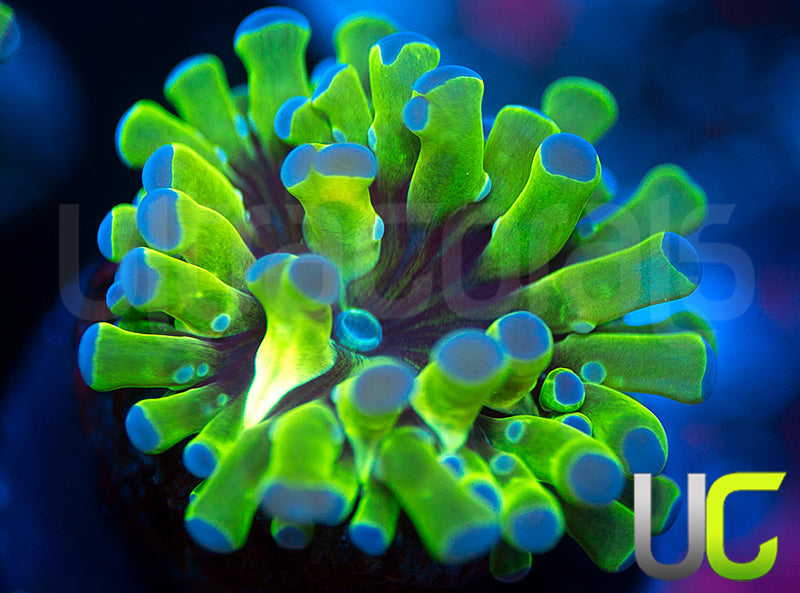 Frogspawn