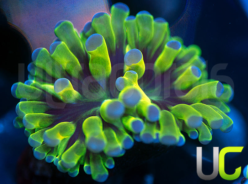 Frogspawn