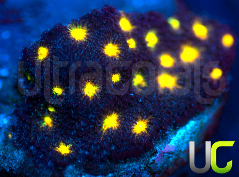 JF Outer Space Psammocora