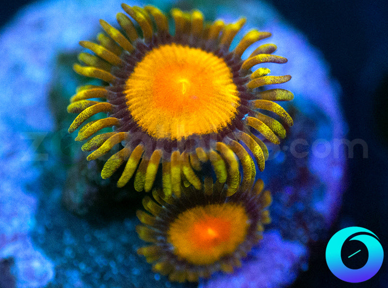 Tutti Fruiti