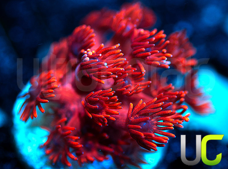 ORA Cherry Red Goni
