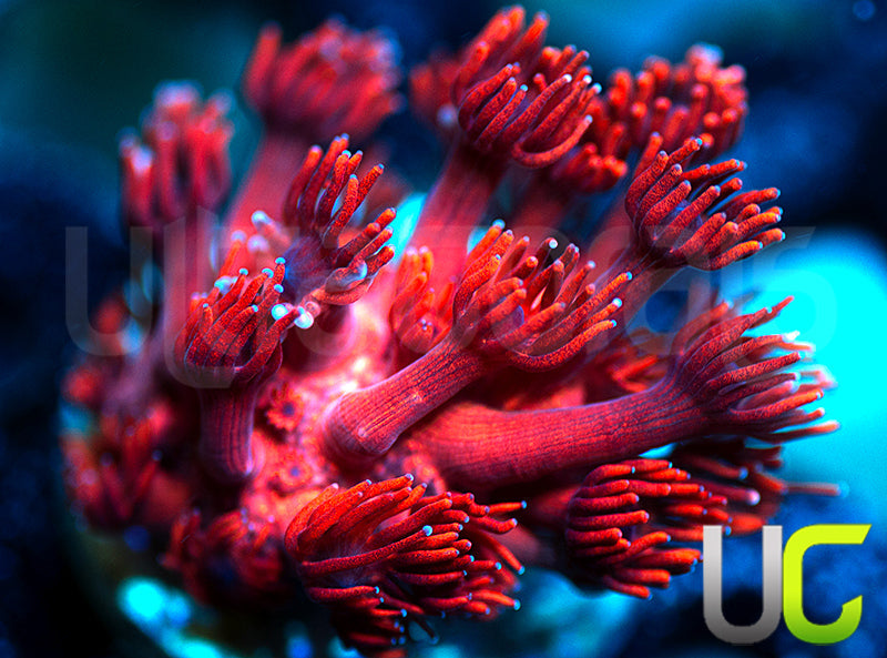 ORA Cherry Red Goni