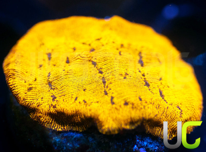 UC Golden Dragon Lepto