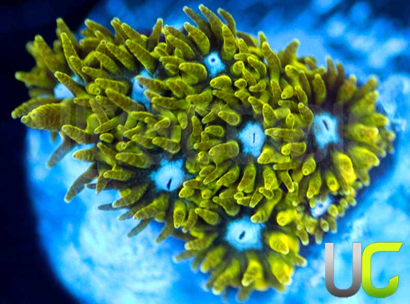 UC Blue Eyed Girl Leptastrea