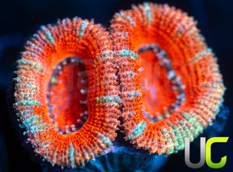UC Party Time Micro Lord