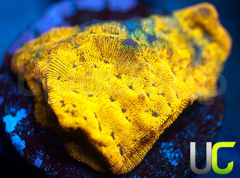 UC Golden Dragon Lepto