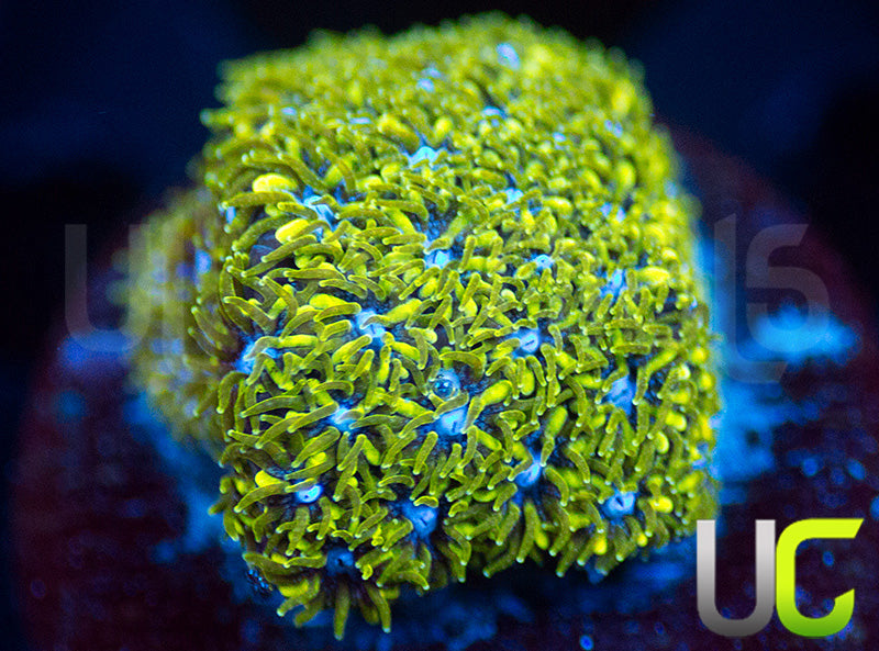 UC Blue Eyed Girl Leptastrea