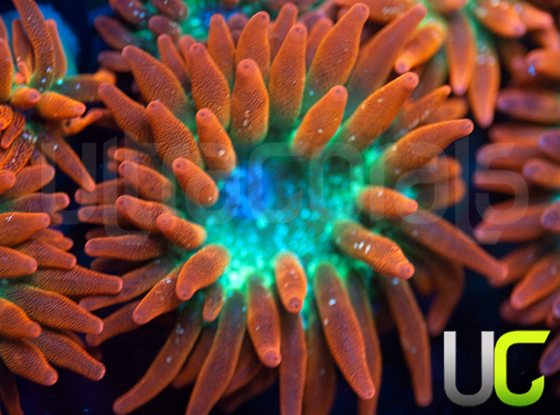 UC Funburst Anemone