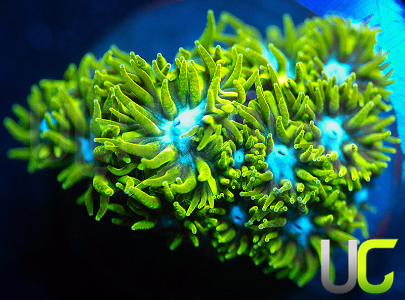 UC Blue Eyed Girl Leptastrea