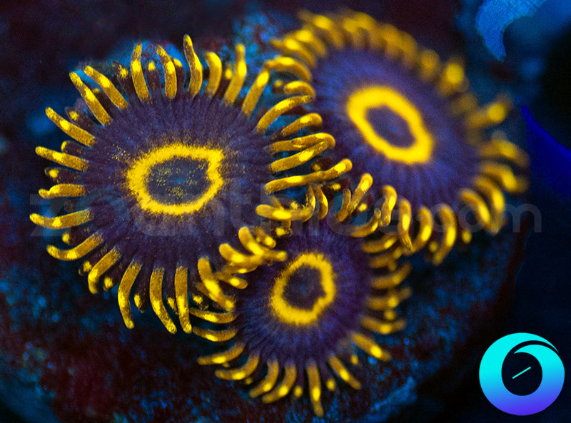 Purple Hornets