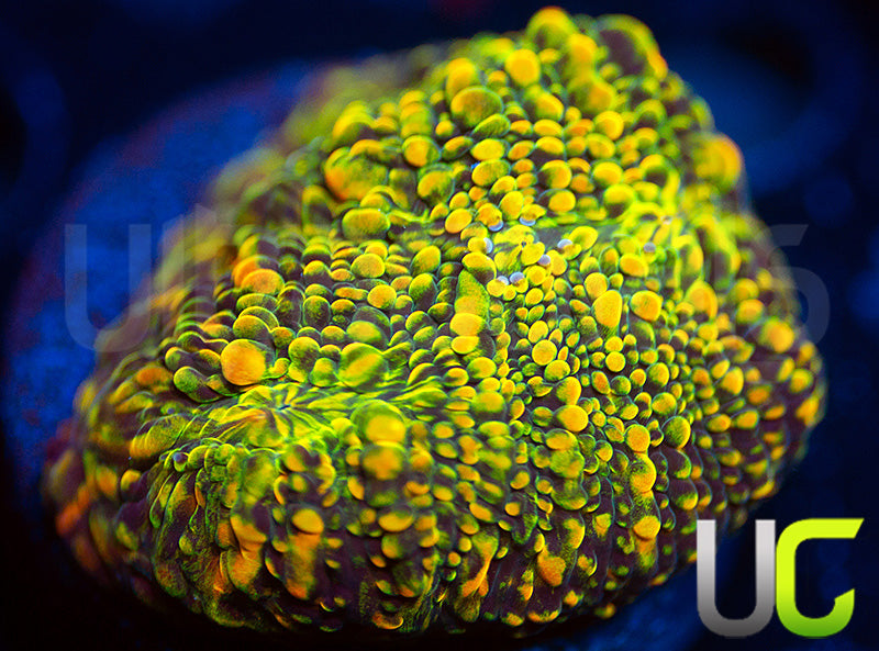 WWC Stellaria Chalice