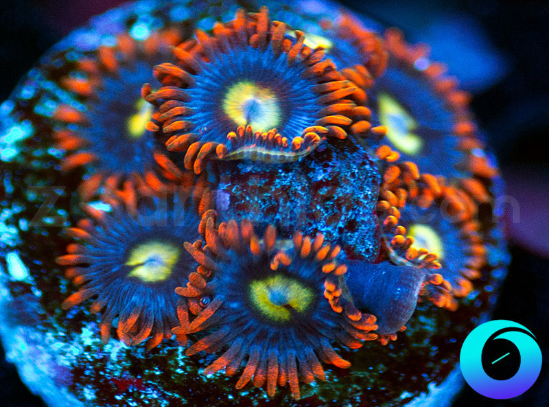 Tsunami