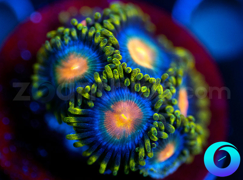 Skypops
