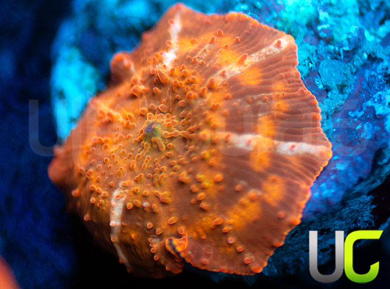 UC Fanta Mushroom