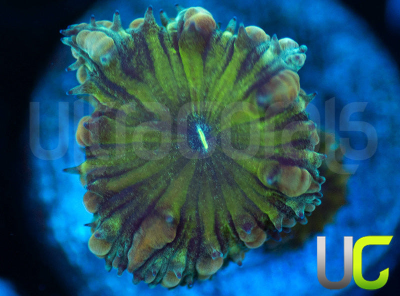 UC Infinity Blastomussa