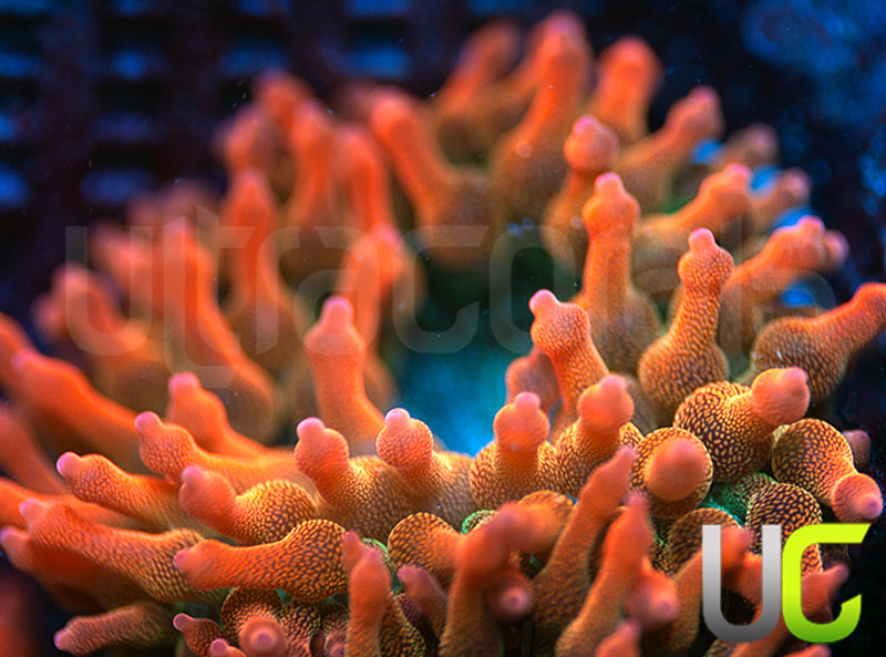 UC Spitfire Anemone