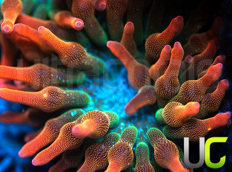 UC Spitfire Anemone