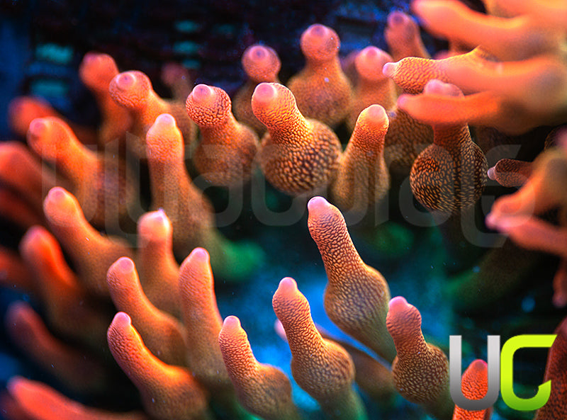 UC Spitfire Anemone