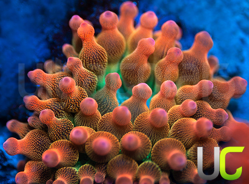 UC Spitfire Anemone