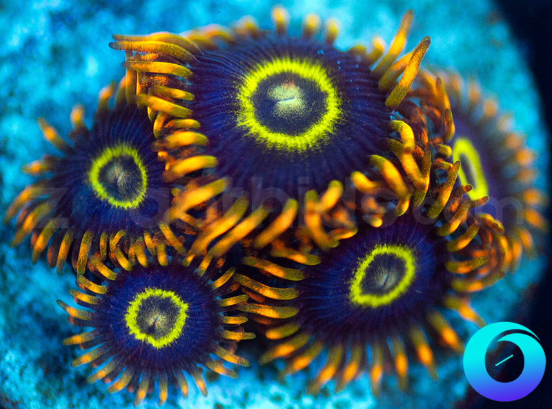 Rainbow Hornets