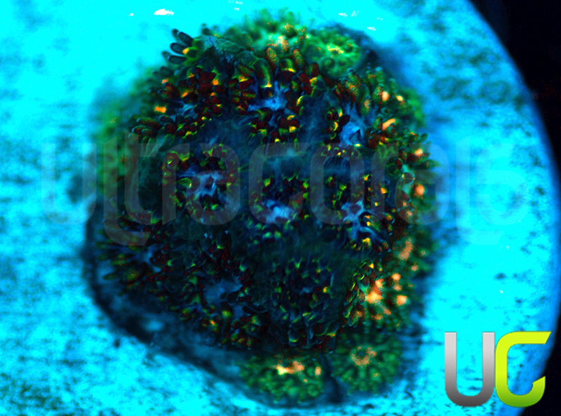 UC Blue Squeeze Leptastrea
