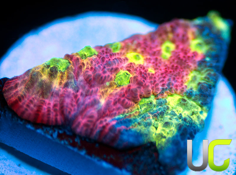 JF Dayglo Favites