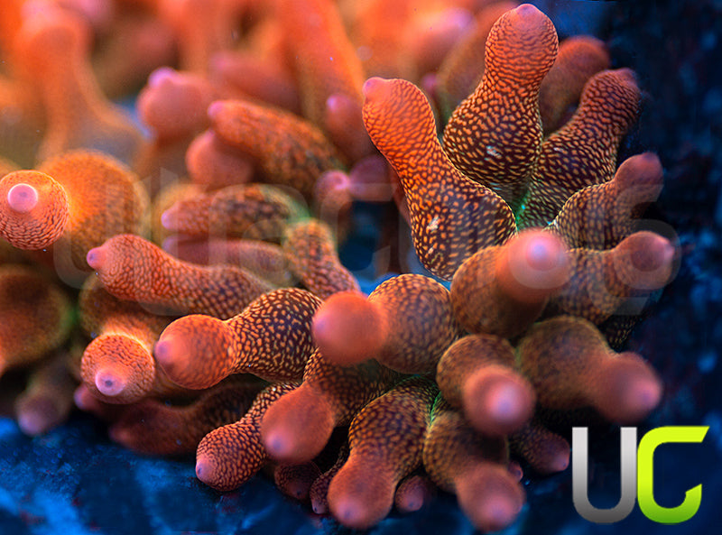 UC Spitfire Anemone