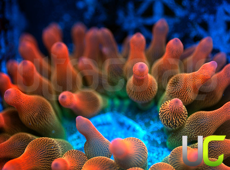 UC Spitfire Anemone