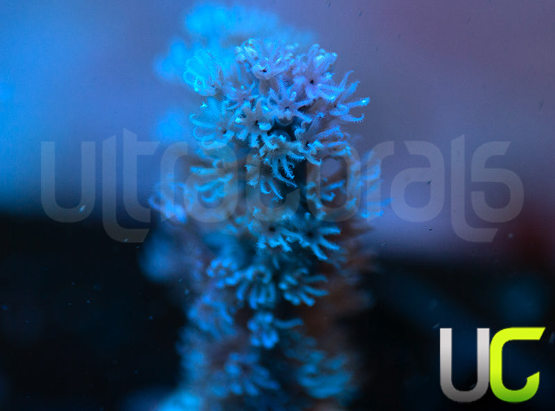 Split Pore Gorgonia