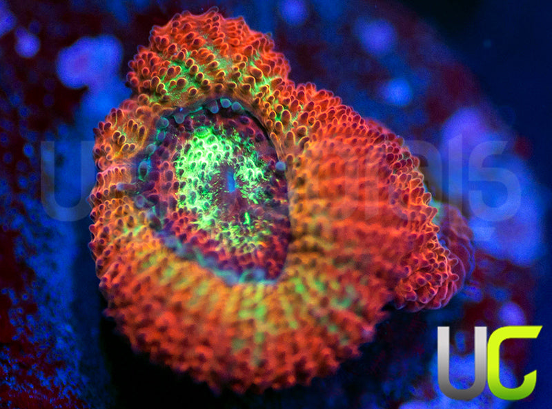 UC Dragon Slayer Micro Amakusensis