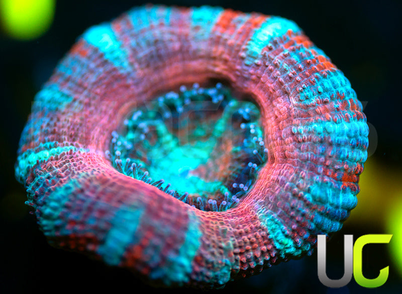 UC Big Top Micro Lord