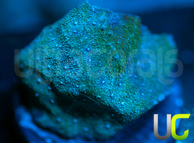 UC Toxic Constellation Psammocora