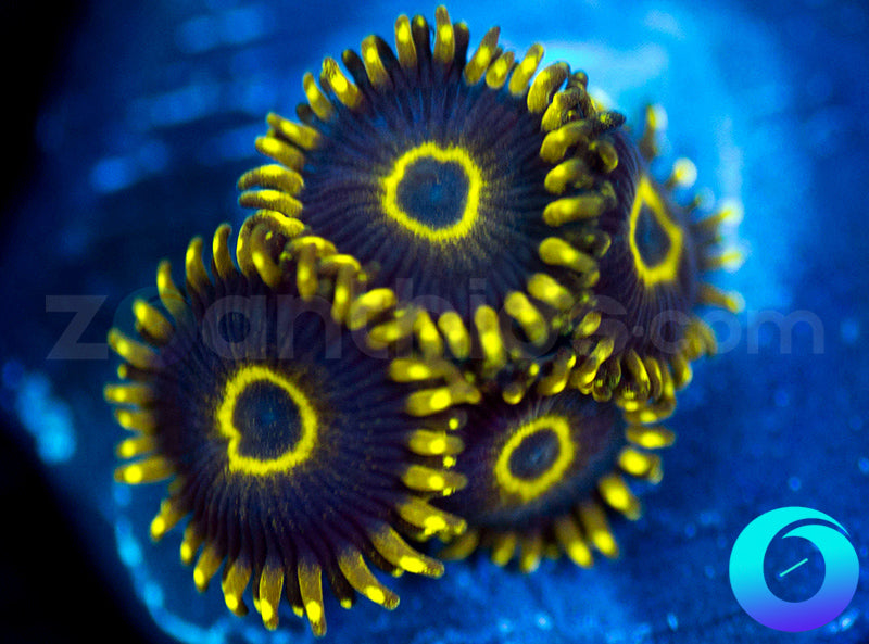 Purple Hornets