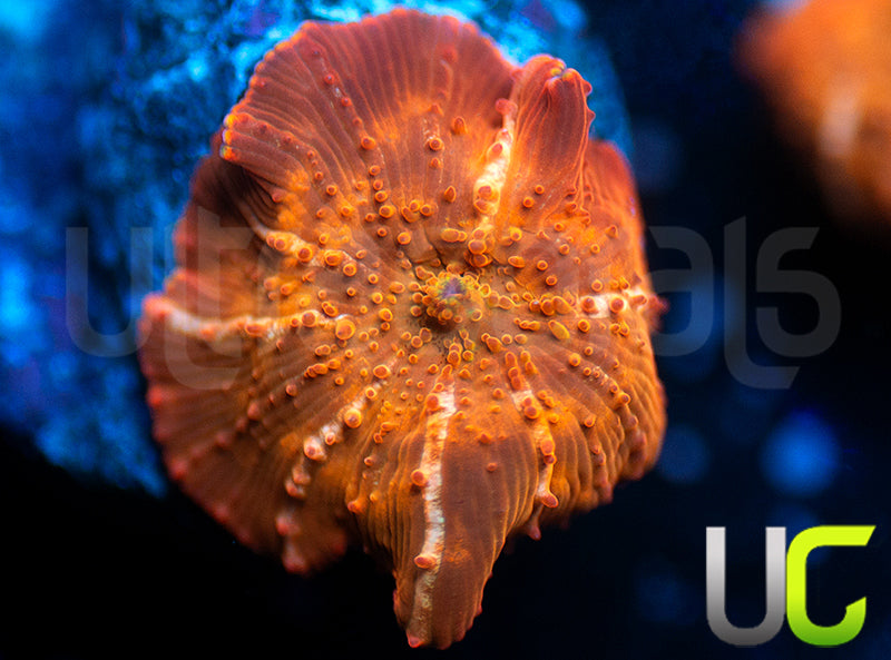 UC Fanta Mushroom