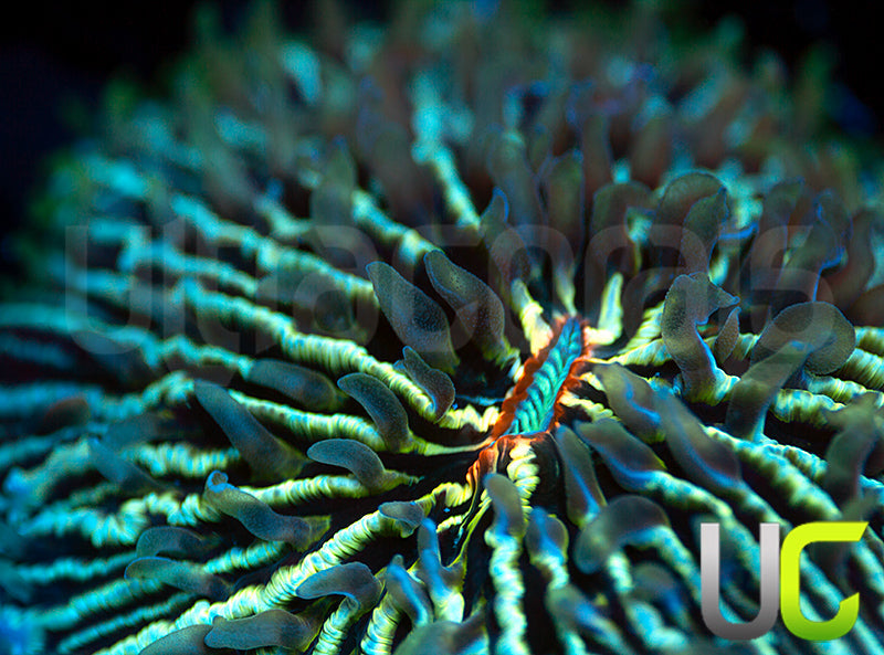 UC Baby Love Aquacultured Fungia