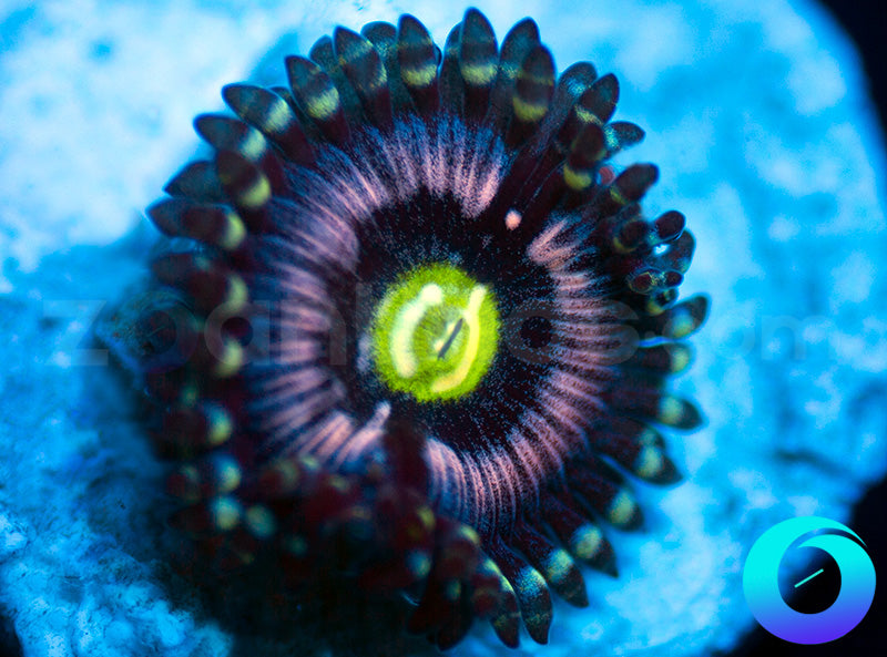 Blue Armageddon