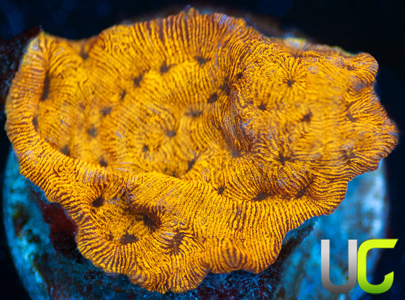 UC Golden Dragon Lepto