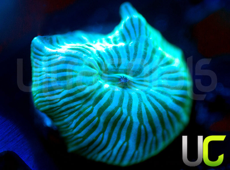 UC Blue Avatar Mushroom
