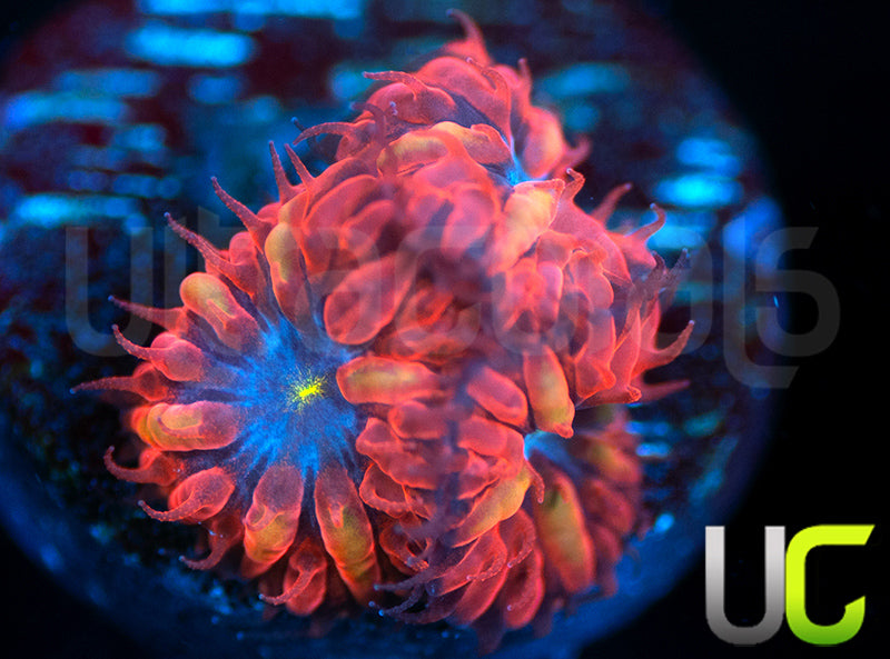 UC Blue Raven Blastos